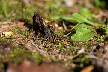 small mushroom in autumn foliage in the park