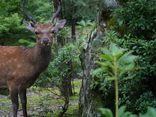 deer in the woods