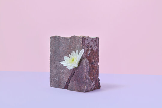 Flower in broken stone