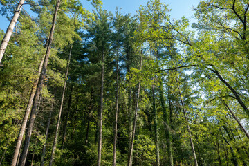 Obraz premium tall trees in the park in early autumn