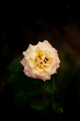 Rosa de color amarillo y rosa en mitad de la calle con hierbas de color verde de fondo 