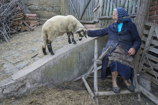 Lamb With Woman Farmer