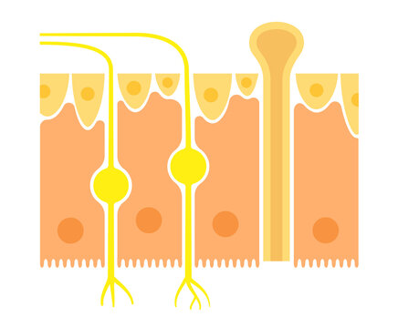 Olfactory Epithelium Anatomy