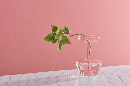 Grow Sweet Potato Vines Indoors 