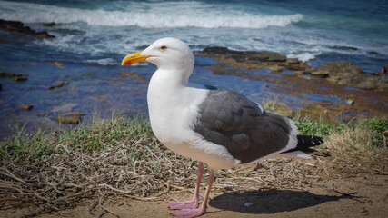 Seagull stands on sandy beach as waves roll in on Pacific Baja California coast