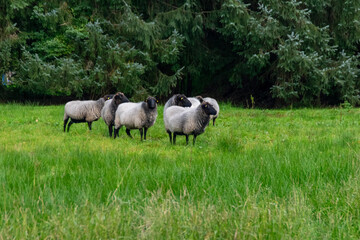 Obraz na płótnie Canvas sheep in the meadow
