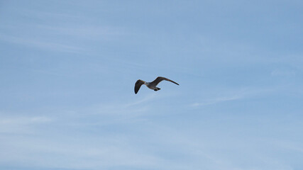 Obraz premium Seagull flies thru bright clear blue sky over sandy beach as waves roll in on Pacific Baja California coast