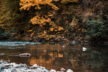 autumn forest and reflection in river