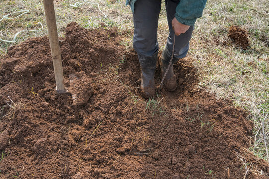Planting Fruit Trees