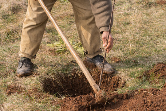 Planting Fruit Trees