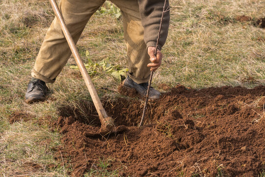 Planting Fruit Trees