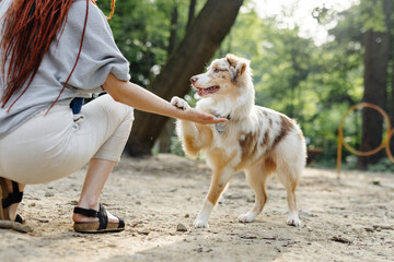 Woman training beautiful pet outdoor 