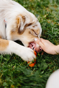 Dog biting and playing with toy 