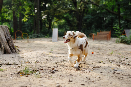 Puppy spending time outdoor 