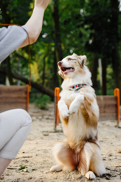 Female training pet on nature 