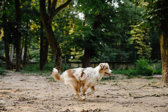Dog running on nature 