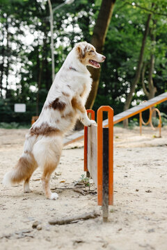 Pet doing tricks with obstacle 