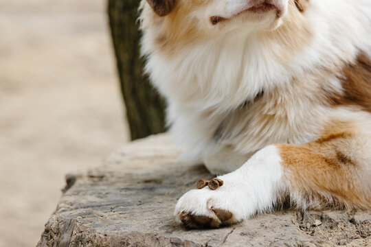 Training of pet outdoor 