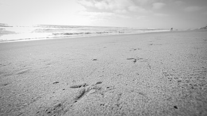 Seagull bird animal tracks on sandy beach on Baja California Pacific Ocean coast