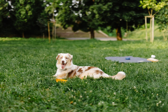 Pet resting in empty park 