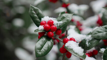 Red berries and holly bush leaves covered in snow