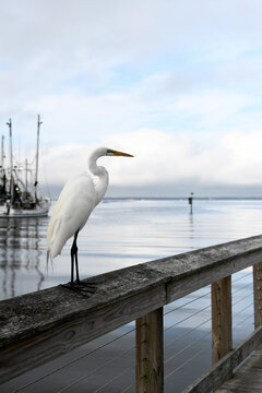 A Beautiful Egret On A Summer Morning