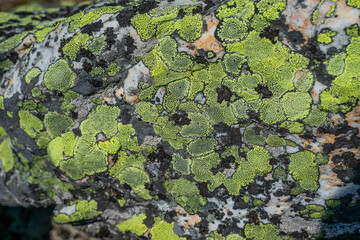 The old stone in the forest covered with moss and lichen. Macro. background of lichen moss stone.