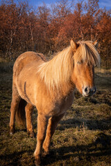 Obraz premium Chestnut coloured icelandic horse in the field. Sunny day, blue sky, autumn colours. 