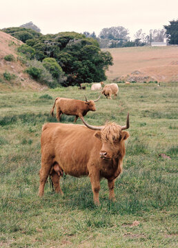 Highlander