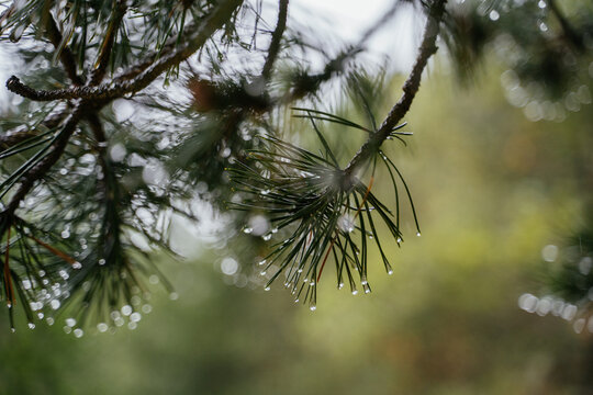 Detail of rain droplets on abies leaves in the mountain