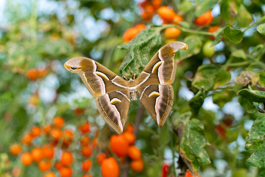 close up of one big moth in the nature