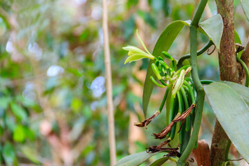 Beautiful vanilla plant with flower and green pods in the plantation