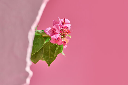 Paper flower on pink