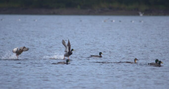 Ducks splash flying landing on river lake water slow motion Mallard