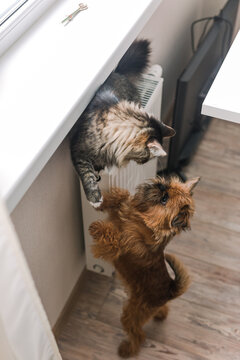 Hey Cat, Griffon here