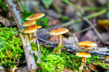 mushroom in the forest