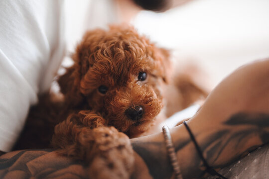 Poodel, caniche, cachorro