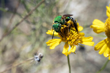 Metallic green bee Agapostemon splendens on yellow flower on sunny day