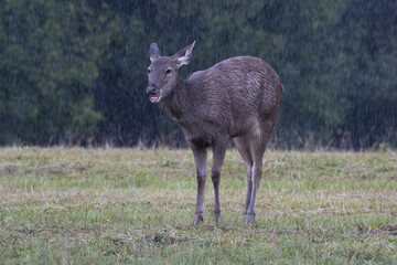 Sambar Deer, Rusa unicolor, Khao Yai National Park, Thailand © Ali Bernie Buga-ay/Wirestock