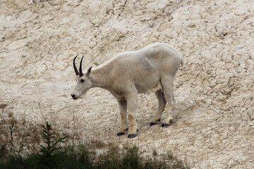 A Mountain Goat (Oreamnos americanus) feeding in Jasper National Park, Alberta, Canada.