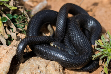 Black western whip snake, Hierophis viridiflavus, basking in the sun on a rocky cliff in Malta