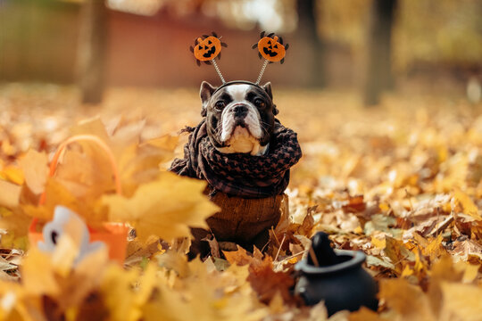 A funny dog French Bulldog, decorated with photo props, sits in the park in yellow fallen leaves. Preparation for the celebration. Wallet or life. Happy Halloween and autumn concept.