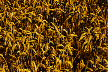 Close-up of golden ears of wheat on a field near Cambridge. A beautiful and peaceful university town in eastern England. Oil paint filter.