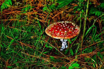 Large red mushroom amidst a thicket in a forest from the Mantiqueira Ridge, in the Brazilian countryside. Oil Paint filter.