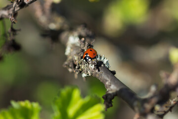 The seven-spot ladybird (lat. Coccinella septempunctata), of the family Coccinellidae, and the common orange lichen (lat. Xanthoria parietina), of the family Teloschistaceae.