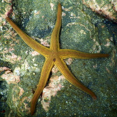 Costa Rica Pacific sea life
