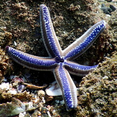 Costa Rica Pacific sea life