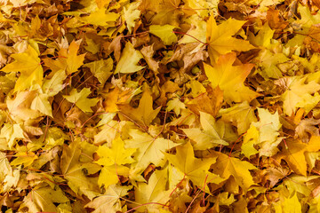 Background of the fallen yellow maple leaves. Autumn concept