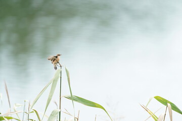 common stonechat in the reed field