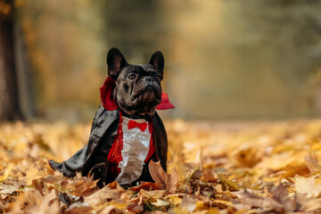 Bulldog dog in a dracula costume. Halloween vampire.